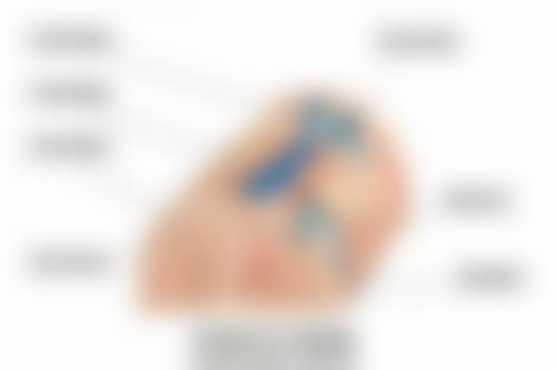 双眼皮的种类有哪些？扇形、新月形、欧式双眼皮等，哪种更适合你？ 
