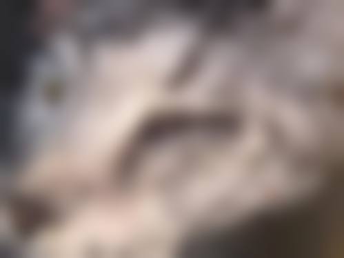 常见问题解答 (FAQ)