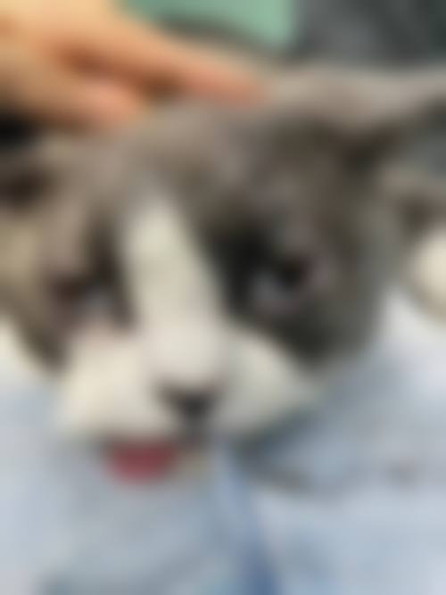 擅长项目详解